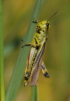 Moerassprinkhaan - Large Marsh Grasshopper