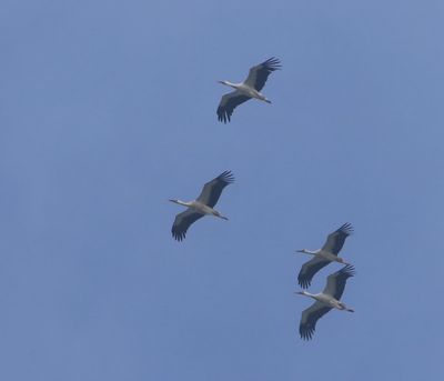 Ooievaars - Black Storks