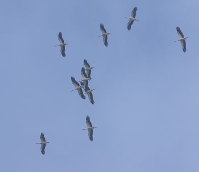 Ooievaars - Black Storks