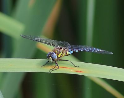 Paardenbijter - Migrant Hawker