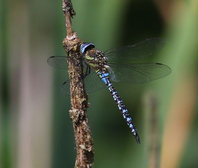 Paardenbijter - Migrant Hawker
