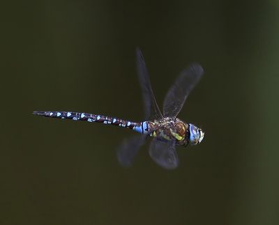 Paardenbijter - Migrant Hawker
