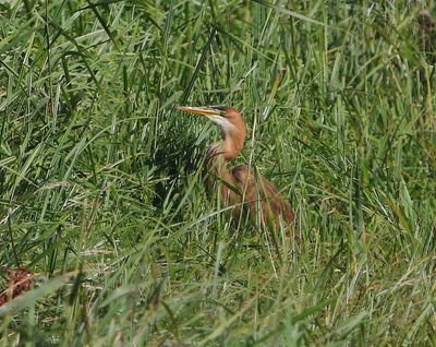 Purperreiger - Purple Heron