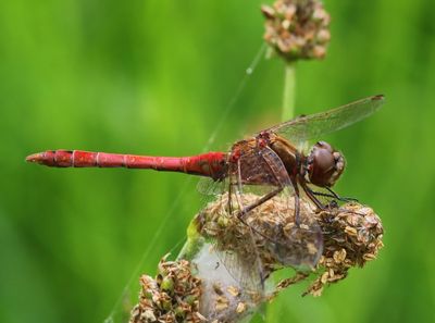 Steenrode Heidelibel - Moustached Darter