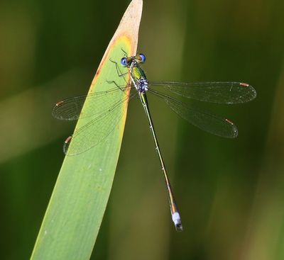 Tengere Pantserjuffer - Small Spreadwing