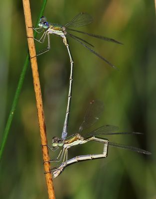 Tengere Pantserjuffers - Small Spreadwings