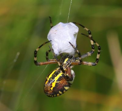 Wespspin - Wasp Spider