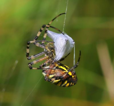 Wespspin - Wasp Spider