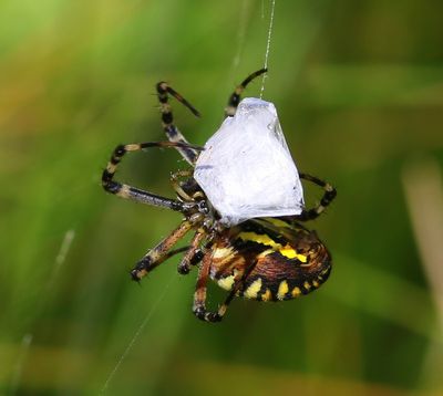 Wespspin - Wasp Spider