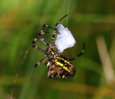 Wespspin - Wasp Spider