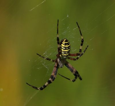 Wespspin - Wasp Spider