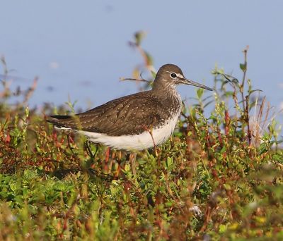 Witgat - Green Sandpiper