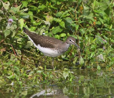 Witgat - Green Sandpiper