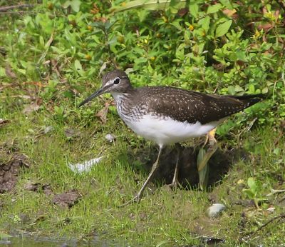 Witgat - Green Sandpiper