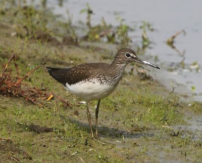 Witgat - Green Sandpiper