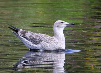 Zilvermeeuw - European Herring Gull