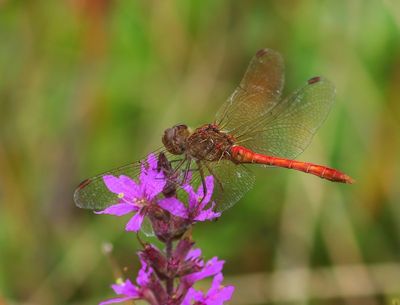 Zuidelijke Heidelibel - Southern Darter 