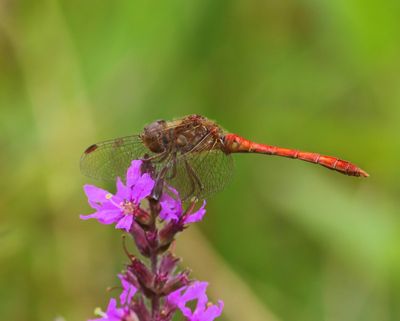 Zuidelijke Heidelibel - Southern Darter 