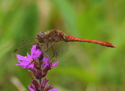 Zuidelijke Heidelibel - Southern Darter 