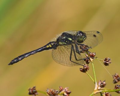 Zwarte Heidelibel - Black Darter