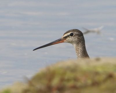 Zwarte Ruiter - Spotted Redshank