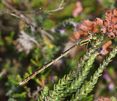 Zwervende Pantserjuffer - Southern Emerald Damselfly