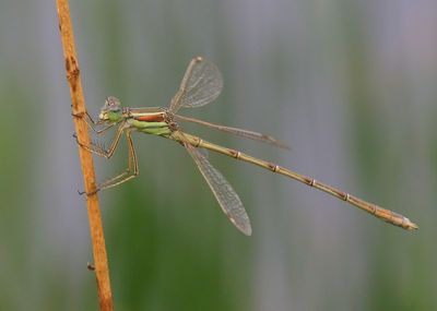 Zwervende Pantserjuffer - Southern Emerald Damselfly