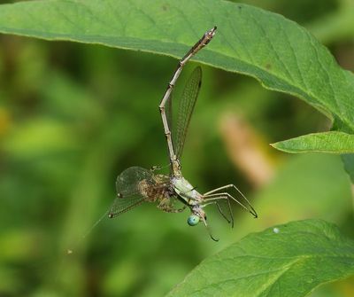 Zwervende Pantserjuffer - Southern Emerald Damselfly