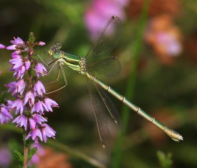 Zwervende Pantserjuffer - Southern Emerald Damselfly