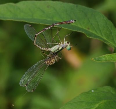 Zwervende Pantserjuffer - Southern Emerald Damselfly