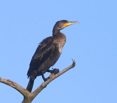 Aalscholver - Great Cormorant