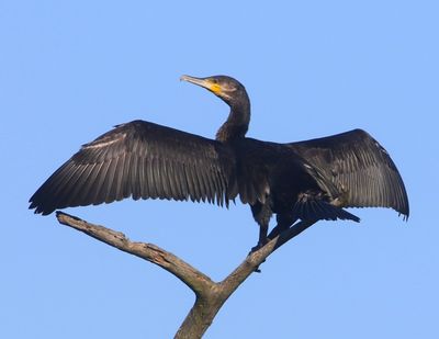 Aalscholver - Great Cormorant
