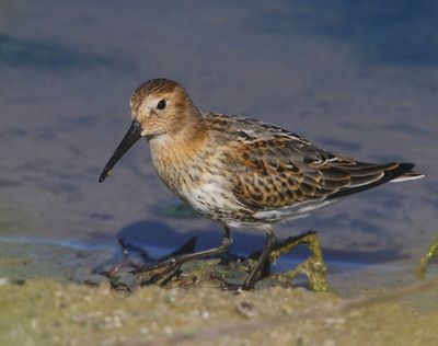 Bonte Strandloper - Dunlin