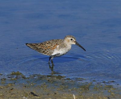 Bonte Strandloper - Dunlin