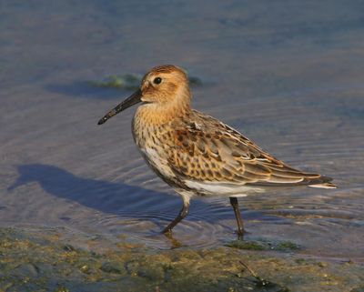 Bonte Strandloper - Dunlin
