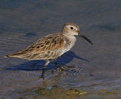 Bonte Strandloper - Dunlin