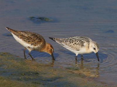 Bonte Strandloper - Dunlin