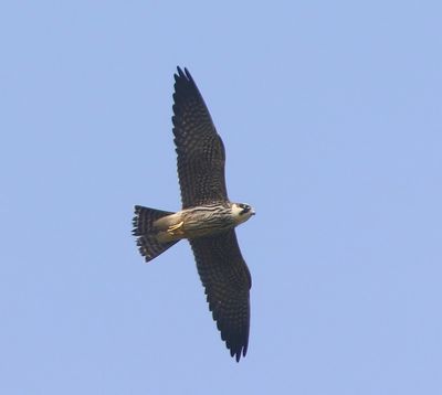 Boomvalk - Eurasian Hobby