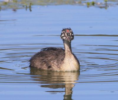 Fuut - Great Crested Grebe