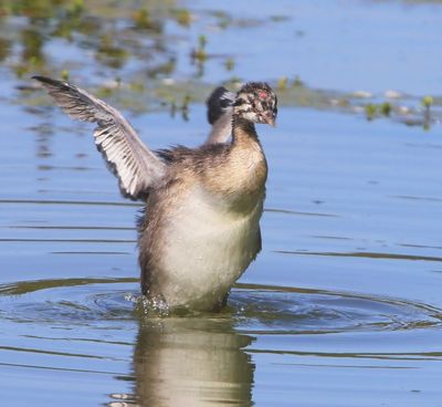 Fuut - Great Crested Grebe