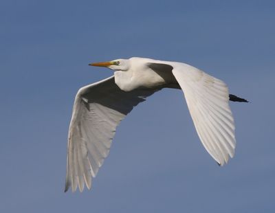 Grote Zilverreiger - Great Egret