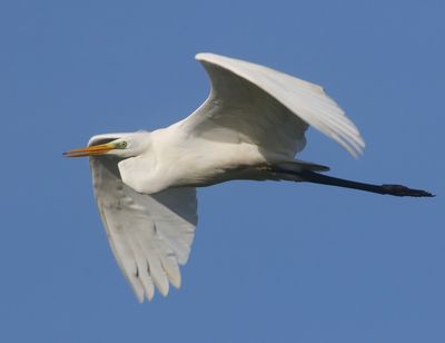 Grote Zilverreiger - Great Egret