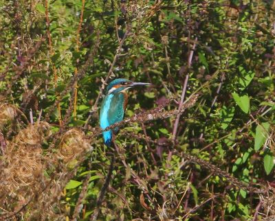 IJsvogel - Common Kingfisher