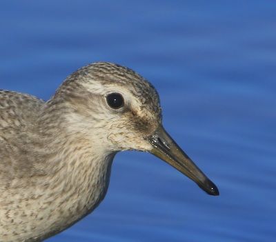 Kanoet - Red Knot