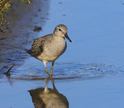 Kanoet - Red Knot