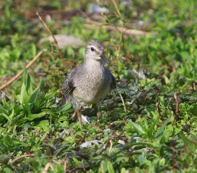 Kanoet - Red Knot