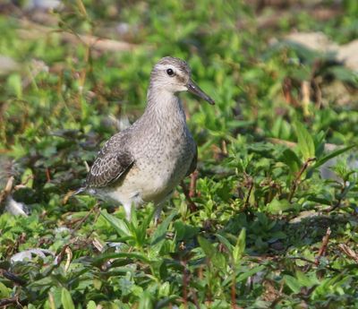 Kanoet - Red Knot