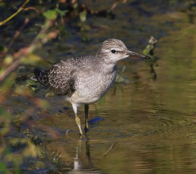 Kanoet - Red Knot