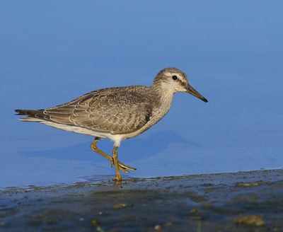 Kanoet - Red Knot