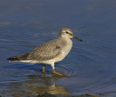 Kanoet - Red Knot